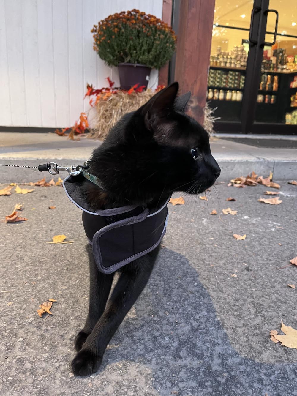 Black cat in coat