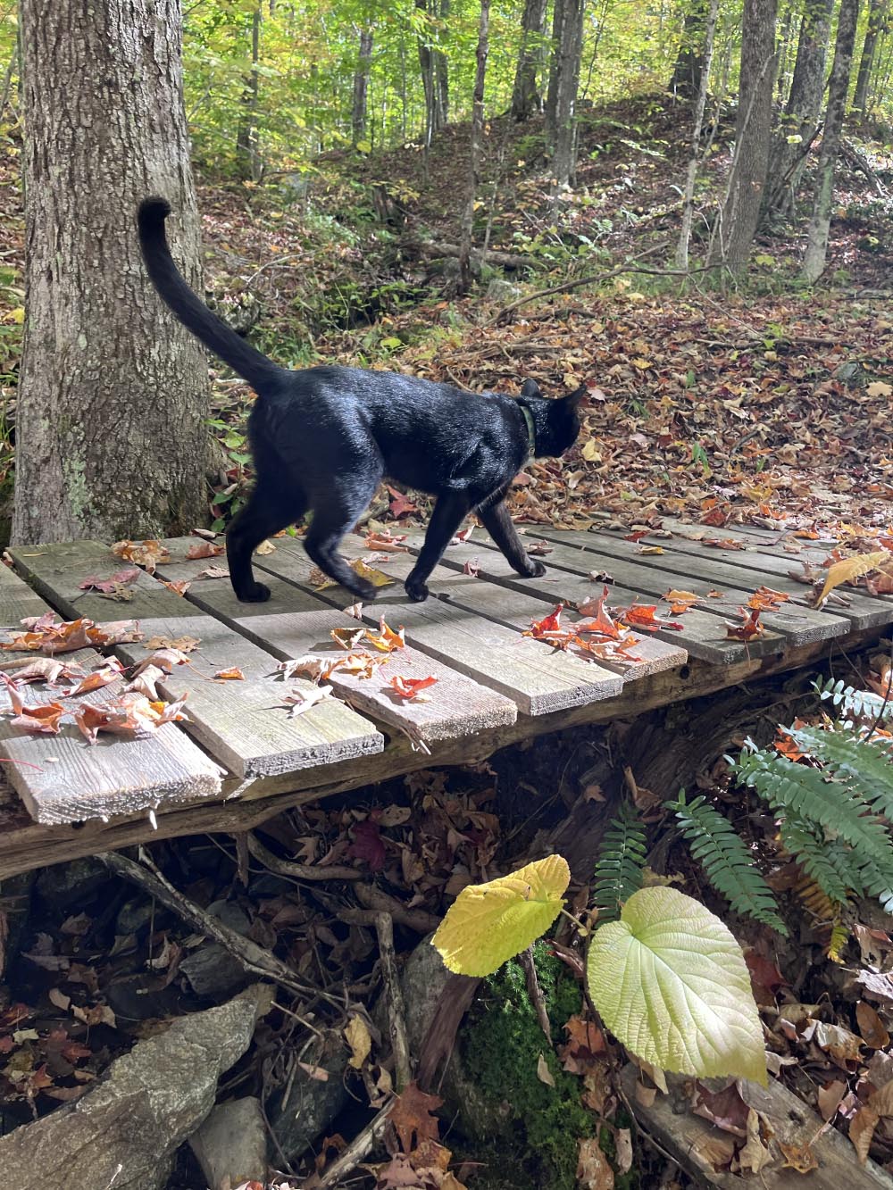 Cat walking on wood trail