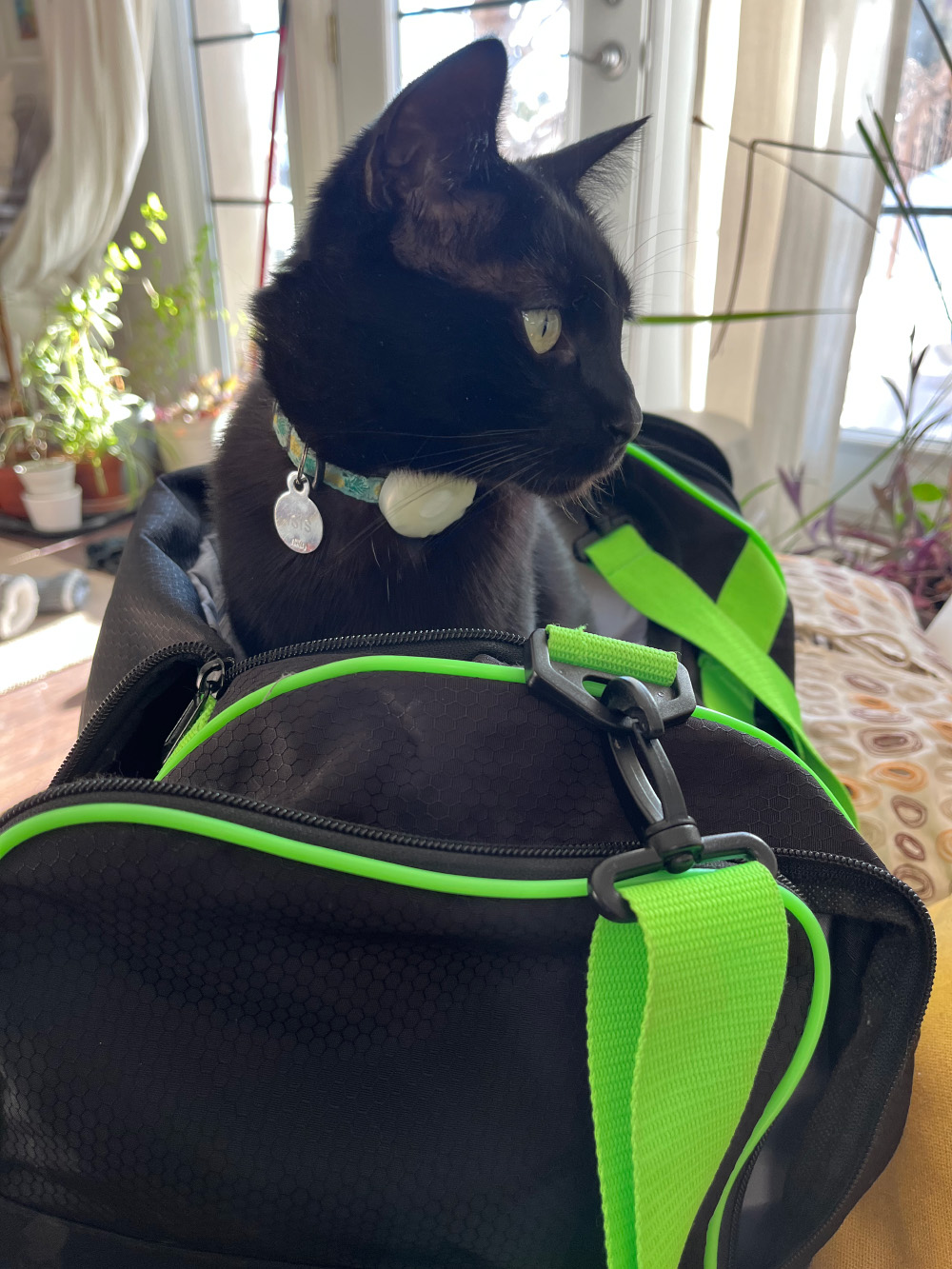 Cat in bag