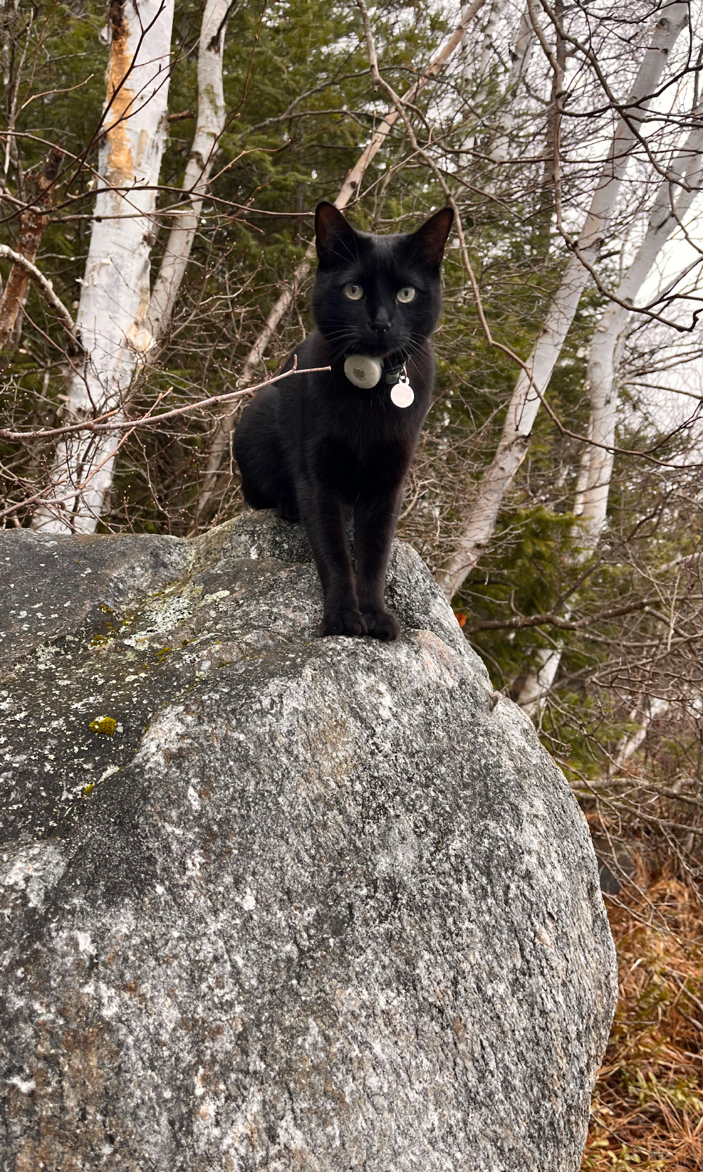 Cat standing on rock